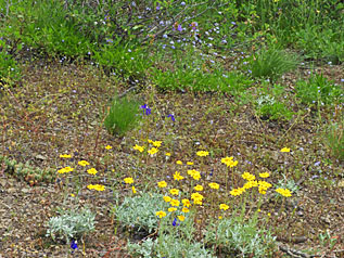meadow mix close 2 small graphic